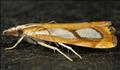 1313 (63.099) Catoptria pinella